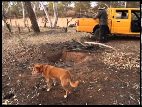 Hunting for Kangaroo