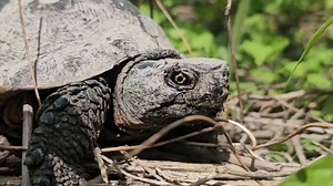 9.6K views · 106 reactions | Biting midges, also called ‘no-see-ums’, were doing their best to annoy Wood Turtles in Vermont last week. Many parasites feed on the blood of turtles, but in the mid-spring, biting midges seem to outnumber all the others on a day-to-day basis. #OrianneSociety #KileyBriggs #FacesoftheForest #turtle #woodturtle #Glyptemysinsculpta #parasites #wildlife #vermont | The Orianne Society | Facebook