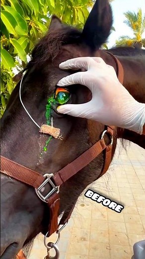 Horse Eye Treatment 😢➡️🐎😊 #horse #equestrianjourney #animals #horsetrack #horsesport