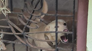 a white indian pariah breed dog barking and growling angrily from its kennel with iron bars.