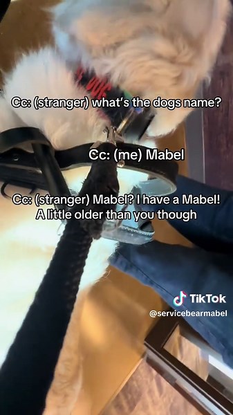 Adventures with My Service Dog Mabel