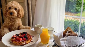 The dog-friendly hotels in the UK to check into with your pooch