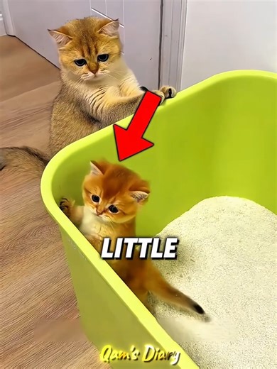 The Cutest Potty Training Fail You’ll Ever See 😻😂#shorts