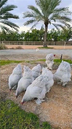 lavender brahma chickens 🥰 #shorts #ytshorts #trending #youtubeshorts #brahmachickens