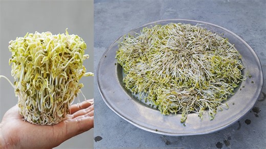 45K views · 1K reactions | The secret to perfect bean sprouts | Great DIY Idea | Facebook