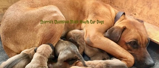 Original Southern Black Mouth Cur Dogs- Northern California Black Mouth Curs