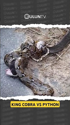 king cobra vs python fight #facts #wildtv #uluntv #wildlife #cobra #animals #snake #reptiles