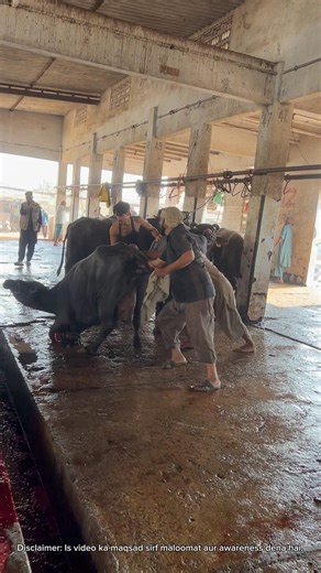 Aik Bhi Rule Miss Nahi 😳 | Slaughterhouse Ka Full Monitoring System