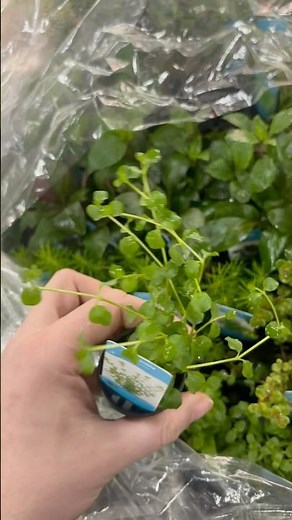 Lysimachia Nummularia - Aquariumplantenshop