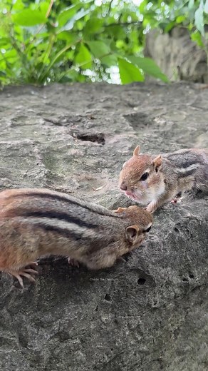 The kissing chippers #fyp #funny #chipmunks #comedy #cute #nature #animals