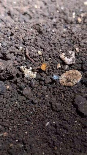 U.S. Fish and Wildlife Service on Instagram: "On a recent survey of a cave near Austin, Texas, biologists with USFWS and the City of Austin got lots of treats! They saw Bone Cave harvestmen (including juveniles which means they're reproducing in this cave), Kretschmarr Cave mold beetles, and Tooth Cave ground beetles. All three are endangered species and finding them here is great news. Fun facts about our cave-dwelling friends seen here: 🪲 While they look like spiders, Bone Cave Harvestmen are