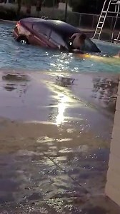 75K views · 560 reactions | A car crashed into the pool at the Sanger Community Center while people were swimming. Police were seen arresting a woman but it is unknown at this time if she was the driver of the car. (Viewer Video Provided to FOX26) STORY: https://bit.ly/3nq9nu7 | FOX26 | Facebook