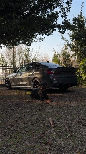 Understanding Rottweiler Strength and Character