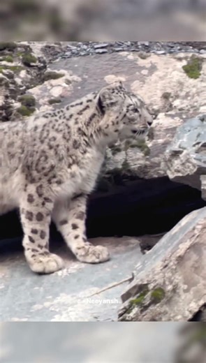 Snow Leopard Hidden Hunting
