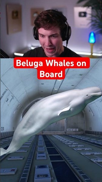 Beluga Whales on Board
