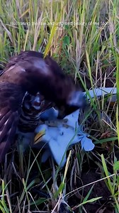 Crested Hawk vs Egret 😱 . . . #fbyシvideo #viralpost2024 #wildlifeplanet #naturelovers #photography #wildanimals #trendingpost #virals | Ayoub Nayiak Wildlife Photographer