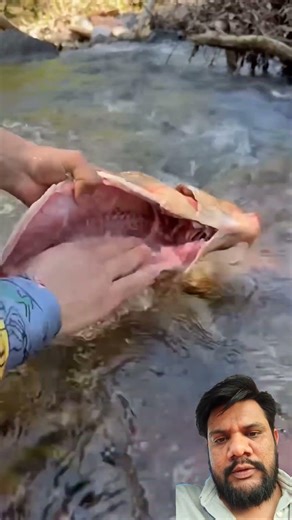 Live Fish Cooking 🔪🍳 #livefishcooking #cookingfish #fishrecipes