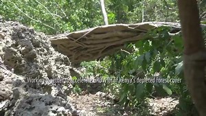 145 reactions · 26 shares | In order to reach the vision 2030 target of 10% forest cover that is equivalent to 1 billion trees, each Kenyan should plant at least 25 trees! #KeepKenyaBreathing #ClimateAction It always seems impossible until it is done- Nelson Mandela | WWF-Kenya | Facebook