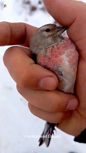 Beautiful bird linnet ( Carduelis cannabina) #El #Jilgueros #siskin #Carduelis #wild #birds | Jilgueros