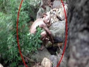 5 ogres caught on camera and spotted in real life