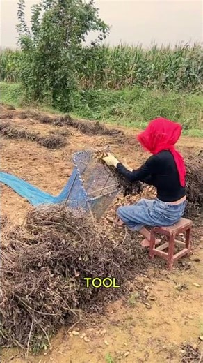 threshing peanuts that have been harvested in the traditional way
