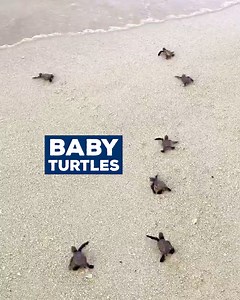 1.1M views · 10K reactions | These baby turtles may be tiny, but their cuteness is HUGE! ✨ | Love This | Facebook