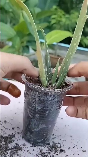 Tips for transplanting aloe vera pups #aloe #aloe barbadensis #greenPlanting flowers