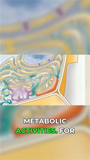 The Genius Way Organelles Manage Space #biology #mindblown #shorts