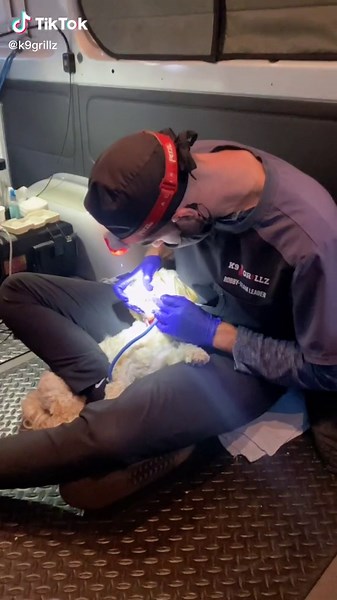 Paying attention to our patient’s comfort level is very important to us, we never want to be forceful. The goal is for our patients to be comfortable and compliant. This is Foxy’s first time and you can see she clearly loves her new friends at K9Grillz❤️ #vetmed #periodontaldisease #veterinarydentistry #preventativeveterinarydentalcare #healthyspot #pets