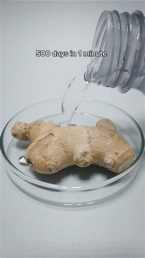 500 Days in 1 minute. Ginger, Kiwi and Carrot