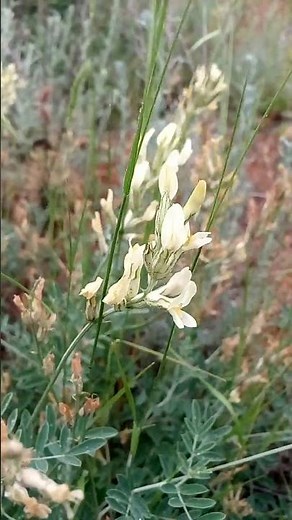Interesting beautiful flowers of steppe plant Интересные красивые цветы степного бобового растения