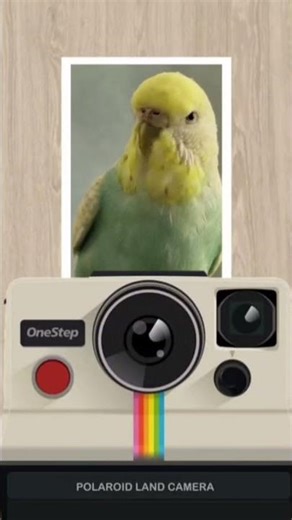 Shellys Photograph day#funny #photos#The_Guinea_Pig_Show