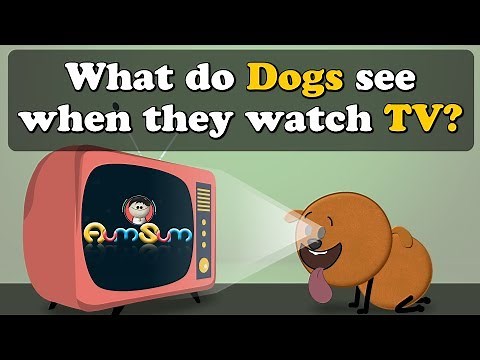 What do Dogs see when they watch TV? + more videos | #aumsum #kids #science #education #children