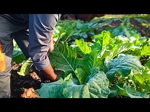 Collard Greens harvesting for market. Farm Fresh Produce
