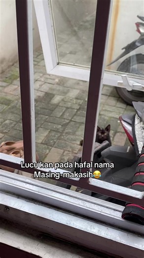 Kucing Lucu yang Hafal Nama: Miko, Nama, Emak-emak & Grandong