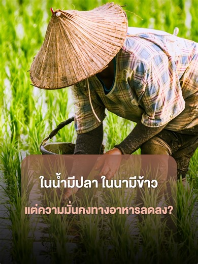 ไทยตกอันดับ ดัชนีความมั่นคงทางอาหาร 13 อันดับ! ถ้าเกษตรกรทำนา 20 ไร่ ยังได้กำไรแค่ 80,000 บาท/ปี ระดับนี้ อยู่ไม่ได้ แล้วใครจะทำต่อ? #เกษตรกร #ความมั่นคงอาหาร #GFSI #ข้าว #TheStandardWealth