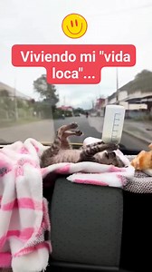 "Mi vida loca" 😻 | Patricio Corrales Garrido