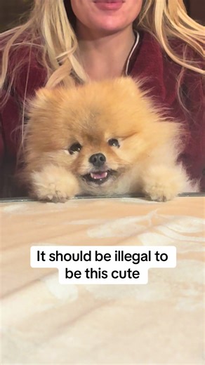 It should be #illegal #Pomeranian #dog #fyp #cute