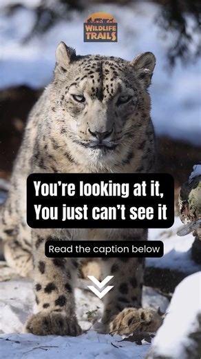 74 reactions · 4 comments | You can spend days in prime snow leopard...