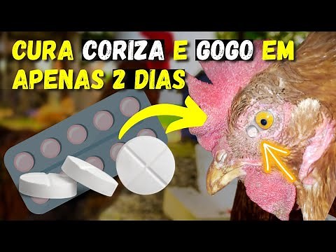 (CURE IN 2 DAYS) How to cure Gogo, infectious coryza, and avian typhoid permanently.