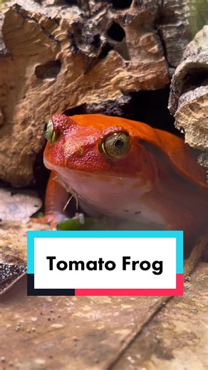 EverEvolvingExotics (@everevolvingexotics) - Fat & Happy Tomato Frog in Tucson, Arizona
