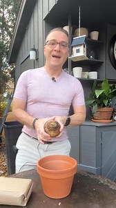 Planting an amaryllis is easy! Follow the tips in this video and use a nice, well-draining soil. Use your own favorite mix, or try out the mix that I used in this video for my bulb. I used the new "Bulb Boost" mix. You can get a discount on the product by visiting ohhappyplants.shop. Search for Bulb Boost, and with code OHIOTROPICS, you get 10% off. If you want a larger discount, here are two more coupons (and they work on all their soils except for bulk orders!)Use code 10off50ohiotropics for $