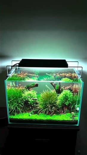 New Aquascape guys.#aquarium#aquascapegallery#fishtank#trending#viral#viratkohli #newtank#aquascape.