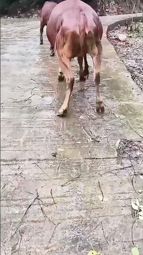 "Cow-Style" Slip on Wet Path: Moment of a Mother Cow Falling into Ditch!
