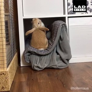 723K views · 5.7K reactions | Falling out of bed on a Monday morning...  | LADbible | Facebook