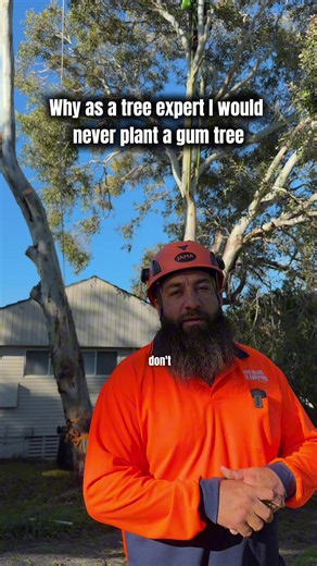 Gum Tree Roots: Why They Damage Buildings