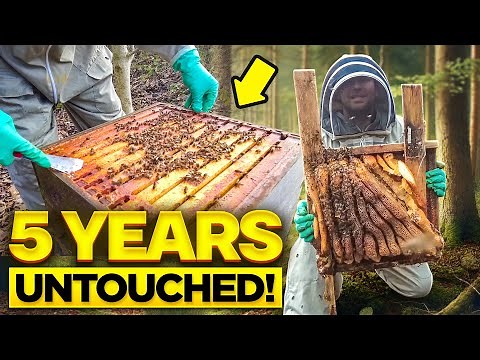 Bees Surviving Five Years Untouched | How This Colony Endured Against All Odds