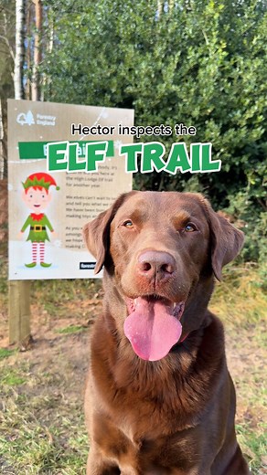 Alice and Hector 🐶🤎 on Instagram: "Do you think the elves tricked the Inspector? 🧝🏻✨💚 Hector went on an elf trail recently to find the elves.. he only managed to find ONE elf 🤭 and the rest all tricked him 🎅🏻😳 How many elves did you count on the trail? 🎄💚 Luckily with Heccy’s @weenect tracker we stayed on track and there’s no chance of losing Hector.. as we always know where he is! 🥰🤎 Hector is in the Christmas spirit and SO excited for Christmas this year 🥹 we’re off on a big adve