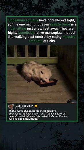 THE PORCH CHUNKOSAURUS