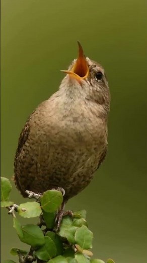 House Wren Call #birds #birdssounds #shorts